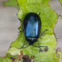 Agelastica alni (Alder Leaf Beetle).jpg